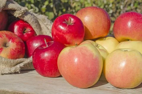 Bag of apples 스톡 사진