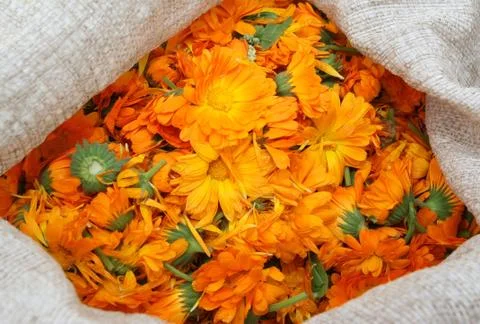 A bag with calendula Stock Photos