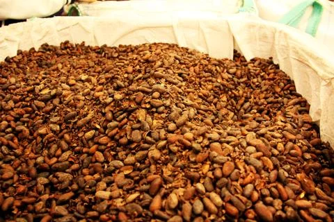 Bag of cocoa beans Foto stock