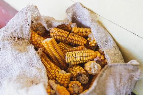 Bag of Corn: Wide Angle View of Food Sack Stock Photos