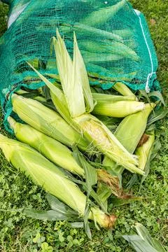 Bag of fresh corn on the cob. Stock Photos