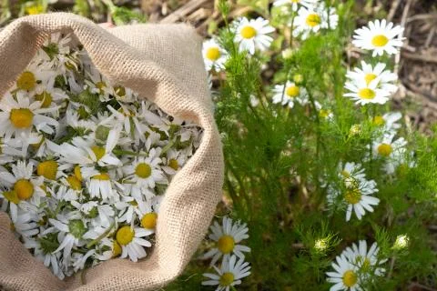Bag full of healing spring daisy Stock Photos