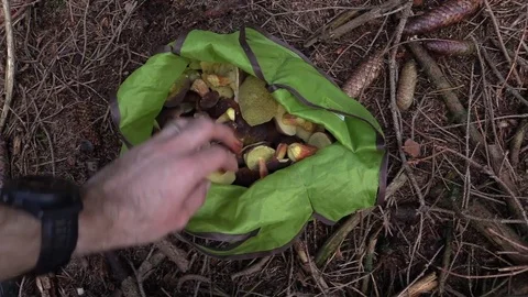 Bag full of mushrooms Stock Footage 81531973