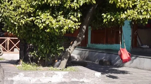 Bag hanging on a tree in krishna temple, Naggar, India Video stock 74335366