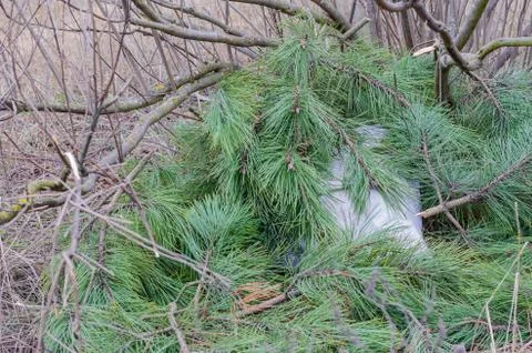 A bag hidden in the forest. Stock Photos