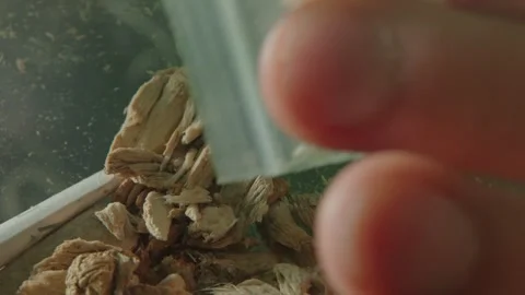 A bag of MDMA Crystal and magic mushrooms Stock Footage 262415064