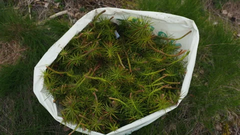 Bag of Pine Seedlings for Reforestation, Conservation, Ecology, and Stock Footage 276328114