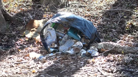 Bag of trash in the forest Stock Footage 226825141