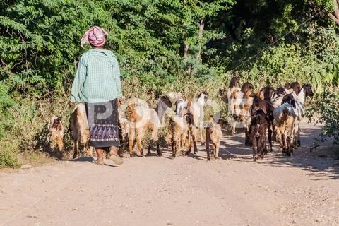 BAGAN, MYANMAR - DECEMBER 6, 2016: Female herder with her goats in Bagan, Mya Stock Photos