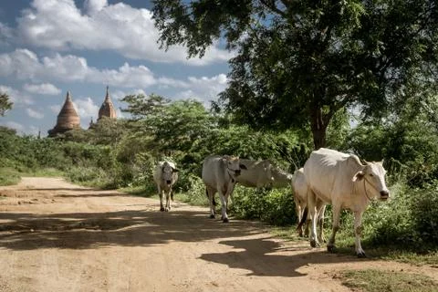 Bagan, Myanmar Stock Photos