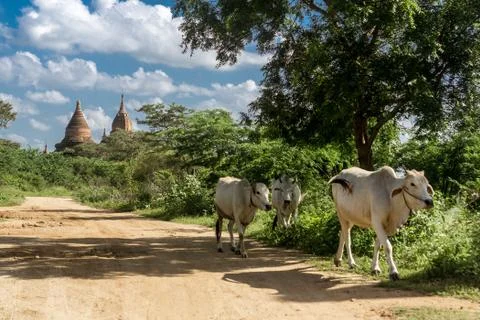 Bagan, Myanmar Stock Photos