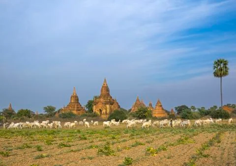 Bagan plain dotted with thousands of temple ruins, Bagan, Myanmar Foto stock