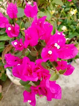 Baganbilas Flower 스톡 사진