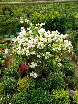 Baganbilas flower Stock Photos