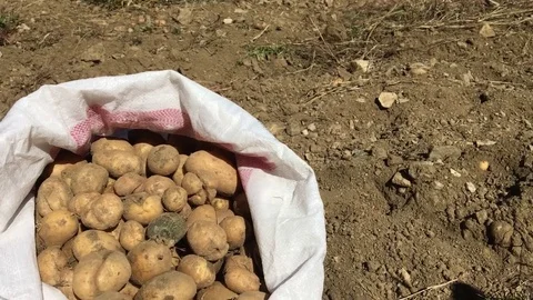 Bagged Potatoes Stock Footage 70973267