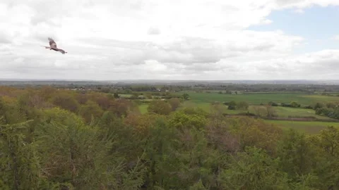 Bagley Woods - Red Tail Hawk Video stock 169653829