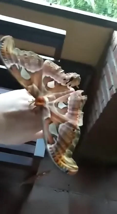 Bagong butterfly on a hand Stock Footage 256578030