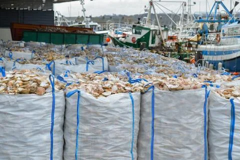 Bags with empty scallop shell for processing and boats for catching scallops Stock-Fotos