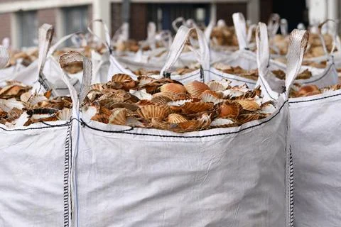 Bags with empty scallop shell for processing Zero waste Stock Photos