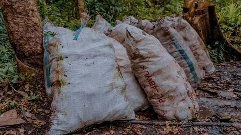 Bags Lined Up in a Forest Setting Stock Photos