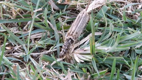Bagworm Caterpillar Moth Crawling On Grass Stock-Footage 345487455