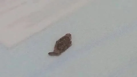 Bagworm Caterpillar Slowly Turning in Circles on Tissue 스톡 동영상 343093645
