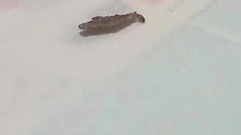 Bagworm Caterpillar Slowly Turning in Circular Motion 스톡 동영상 343095473