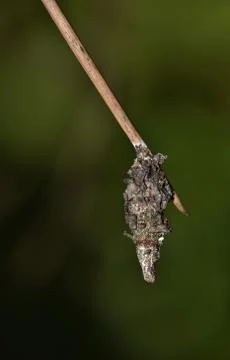 Bagworm Cocoon Foto stock
