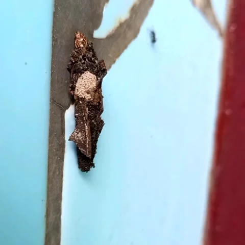 Bagworm on Dry Leaf House Crawling Vertically Stock Footage 321931318