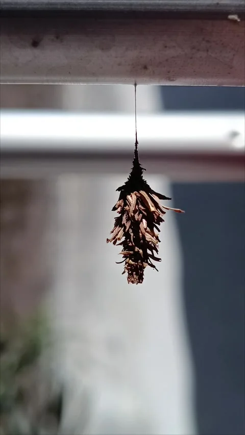 Bagworm Stock Footage 274773727