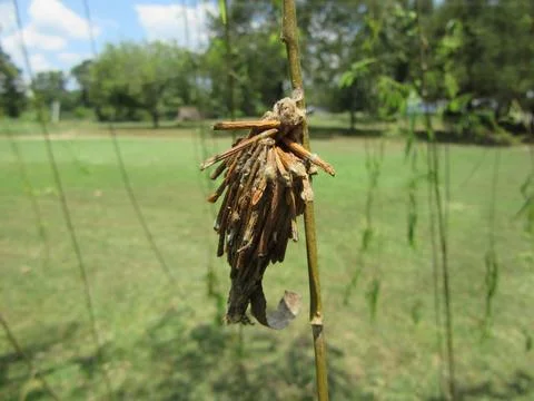 Bagworm moth caterpillar cocoon in a tree Stock Photos