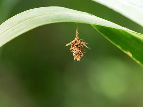 Bagworm moth cocoon Stock Photos