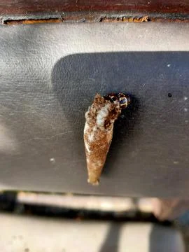 Bagworm Moth Larva Casing Close-up Stock Photos