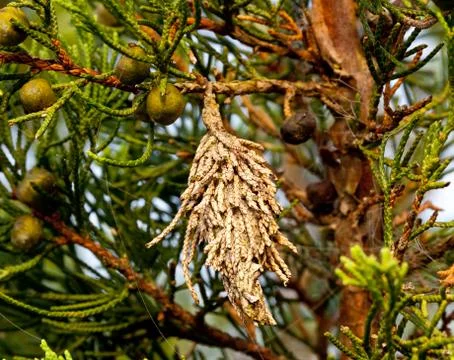 Bagworm on a pine tree Stock Photos