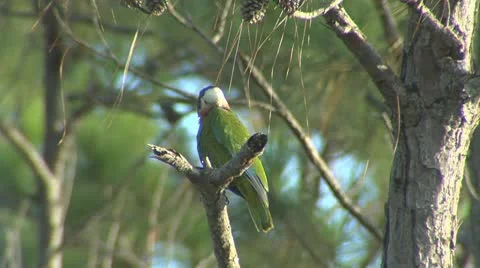 Bahama Parrot 02 Stock Footage 10714955