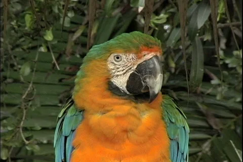 Bahama Parrot Stock Footage 816254