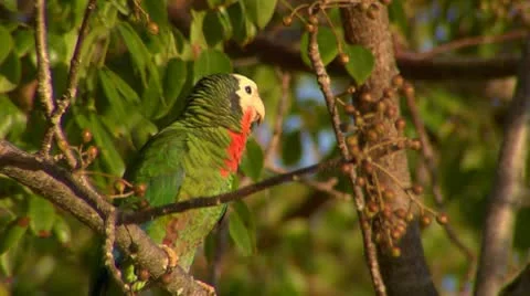 Bahama Parrot Stock Footage 10714762