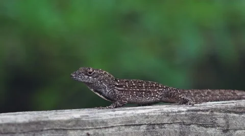 Bahaman anole lizard looking for a mate Video stock 41472543