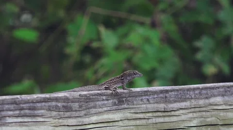 Bahaman anole lizard looking for a mate Video stock 41472751