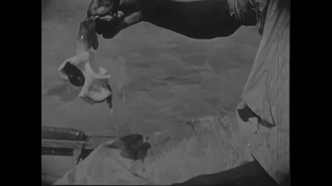BAHAMAS - 1931 - The local guide pulls out the flesh of a conch after breaking Stock Footage 301522131