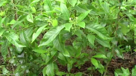 Bahamas Butterfly Stock Footage 1096972