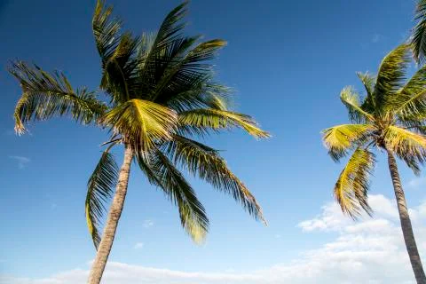 Bahamas, Cable Beach Stock Photos
