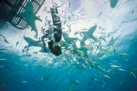 Bahamas, Diver in between Lemon sharks at Bahana bank Stock Photos
