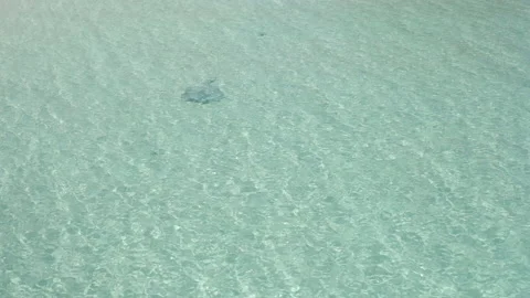 Bahamas Drone Sting Ray  Stock Footage 172425459