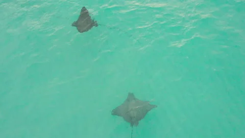 Bahamas Drone Sting Ray Stock Footage 172425540