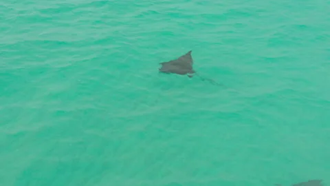 Bahamas Drone Sting Ray Stock Footage 172425559