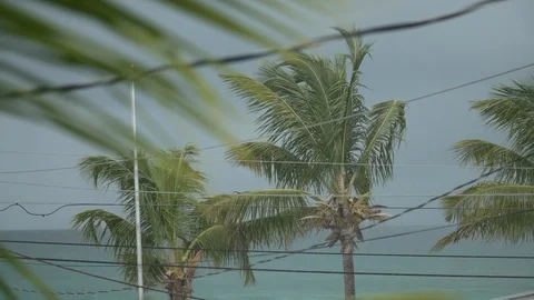 Bahamas Palm Rain Stock Footage 102332668