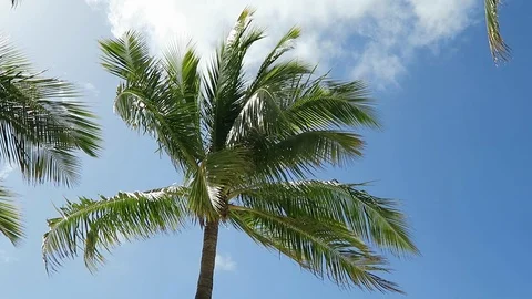 Bahamas Palm Tree Stock Footage 118536028