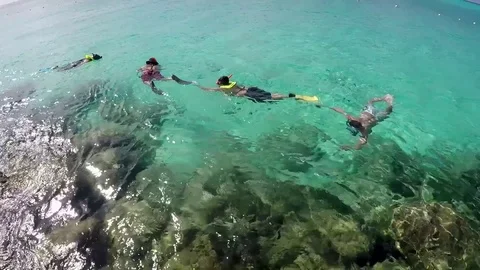 Bahamas snorkeling Stock Footage 73556718