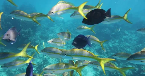 Bahamas Snorkeling Stock Footage 320023908